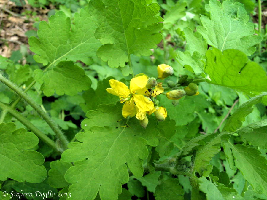 Chelidonium majus